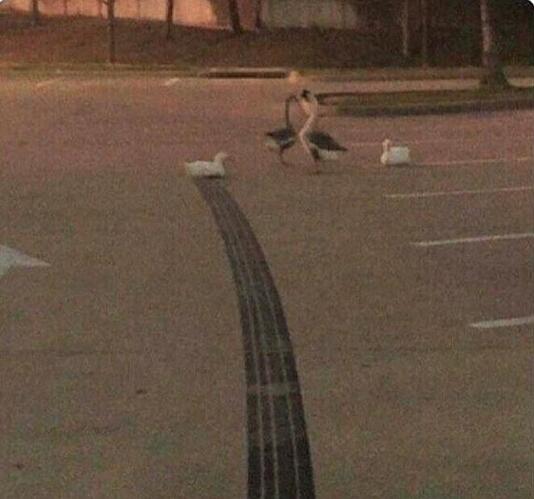 wut