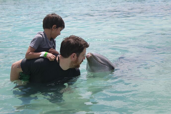 dolphin2