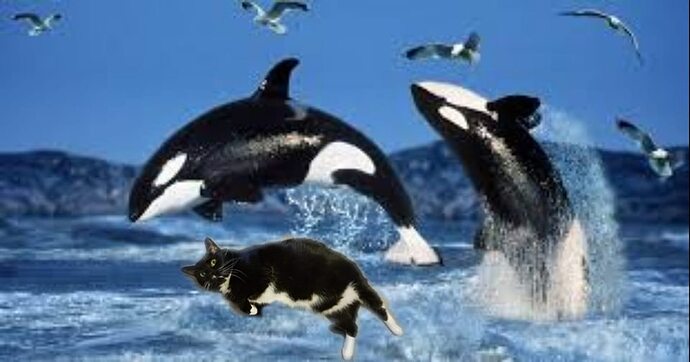 PD%20Orca