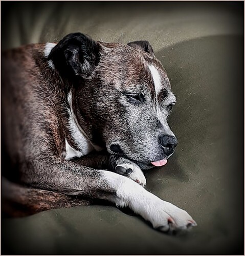 My rescue dog's take on life.