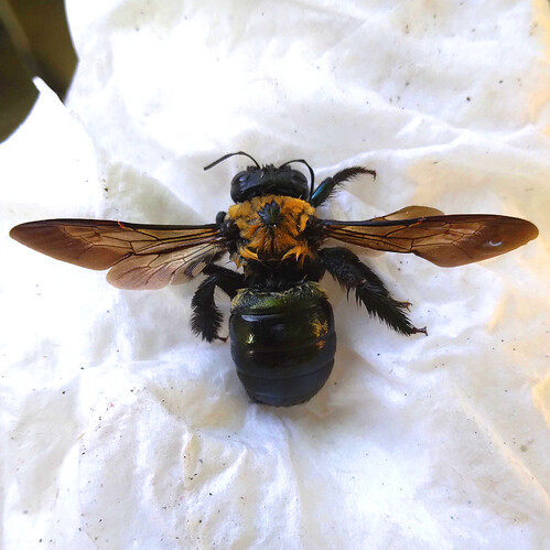 bee