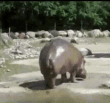 Hippopotamus Poop GIF - Hippopotamus Poop Mess - Discover & Share GIFs