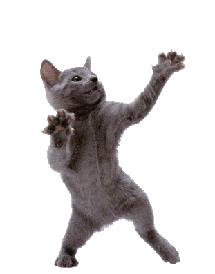 Dancing-cat