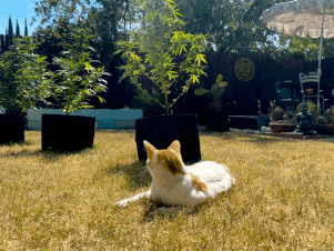 Image IMG_7063.gif