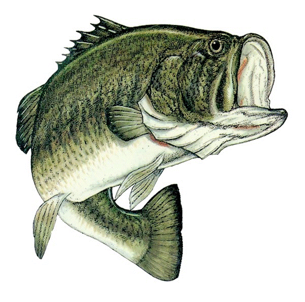 wobblebass