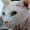 Cat3