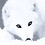 Vulpes